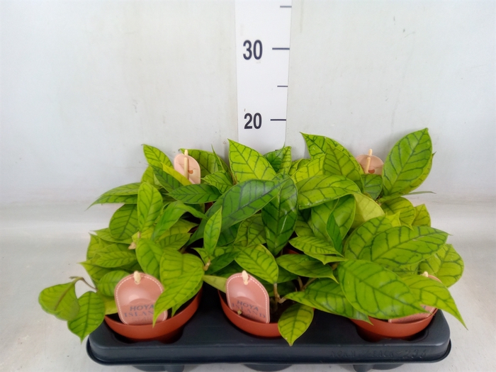 <h4>Hoya callistophylla 'KAL 16'</h4>