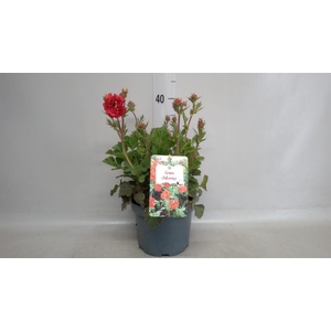 Geum chiloense 'Mrs Bradshaw'