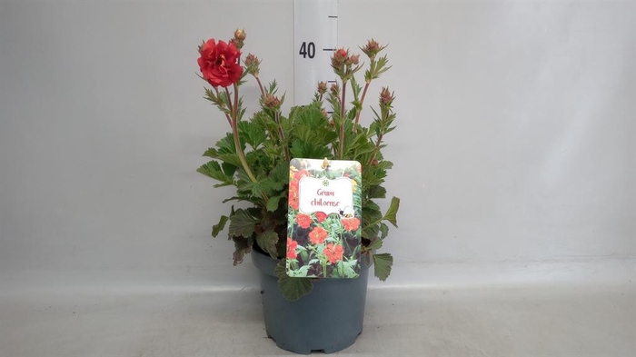 <h4>Geum chiloense 'Mrs Bradshaw'</h4>
