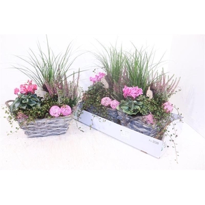 ARR TUINPLANTEN