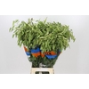 Chasmanthium Green