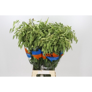 Chasmanthium Green