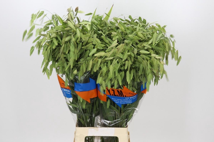 <h4>Chasmanthium Green</h4>