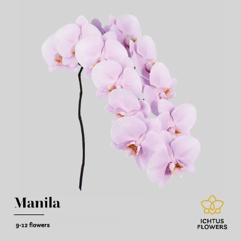 <h4>Phalaenopsis Manila 9</h4>