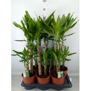 Dracaena frag. 'Steudneri'