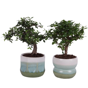 Bonsai Indoor Mix Ø12cm Mix B/S Shape in Ø 15cm Ceramic FB675
