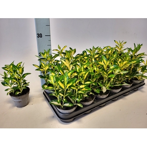 EUONYMUS JAPONICUS