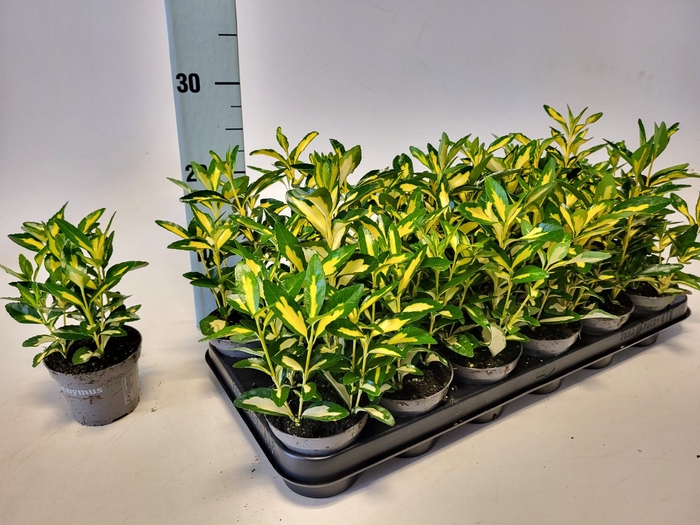 <h4>EUONYMUS JAPONICUS</h4>
