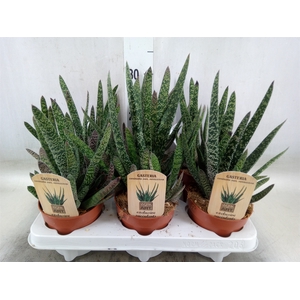 Gasteria