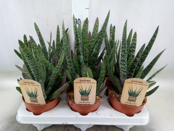 <h4>Gasteria</h4>