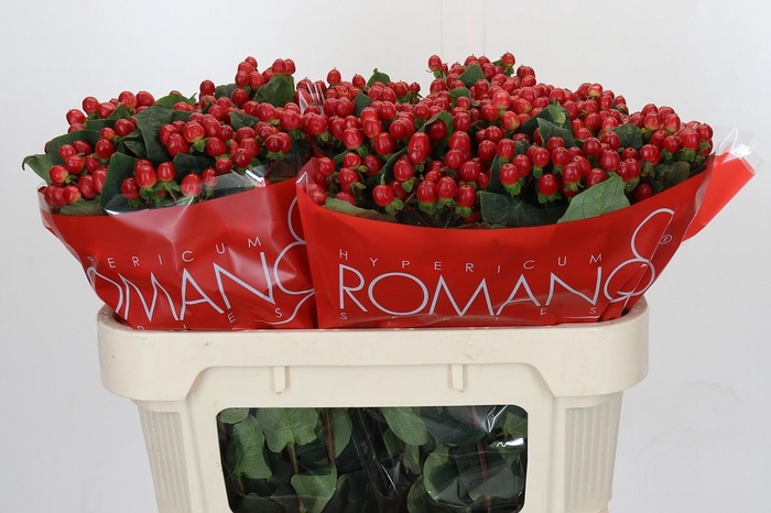 <h4>Hypericum True Romance</h4>