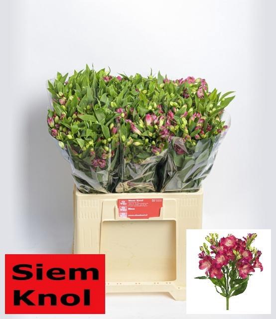 <h4>ALST FL NOA</h4>