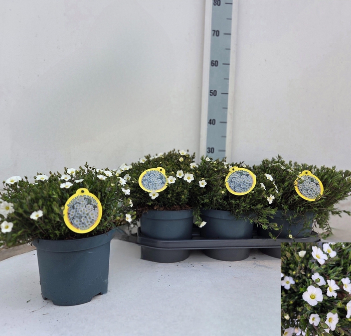 <h4>AREN MONTANA</h4>