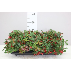 Gaultheria Pro Big Berry
