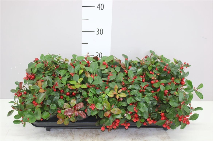 <h4>Gaultheria Pro Big Berry</h4>