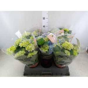 Hydrangea mac. 'Hi River'