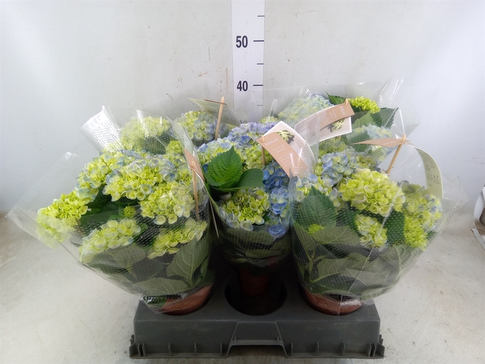<h4>Hydrangea mac. 'Hi River'</h4>