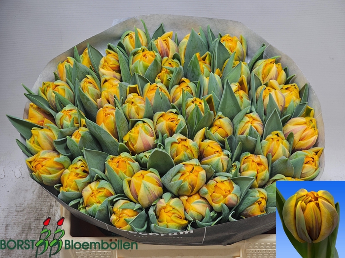 <h4>TU DU MARGR DOUBLE</h4>