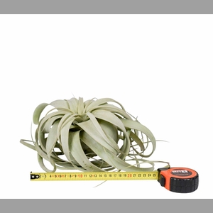 TILLANDSIA XEROGRAPH