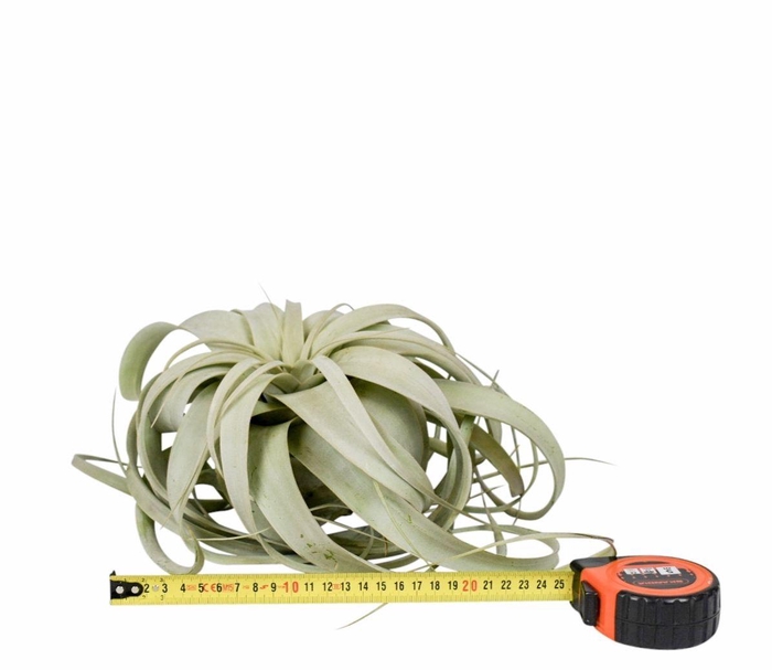 <h4>TILLANDSIA XEROGRAPH</h4>