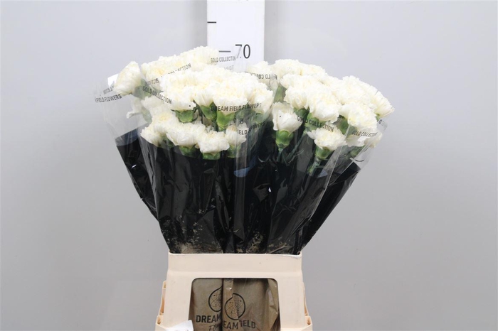 <h4>Di St Antarctica</h4>