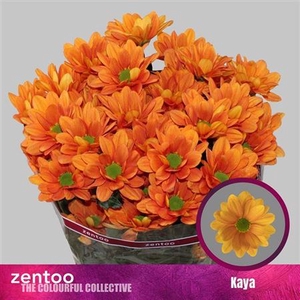 Chrysanthemum (Indicum Grp) grappe Kaya+