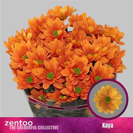<h4>Chrysanthemum (Indicum Grp) grappe Kaya+</h4>
