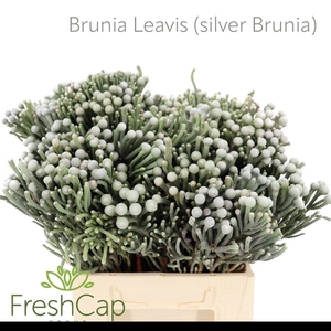 BRUN LAEVIS