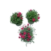 Dianthus caryophyllus