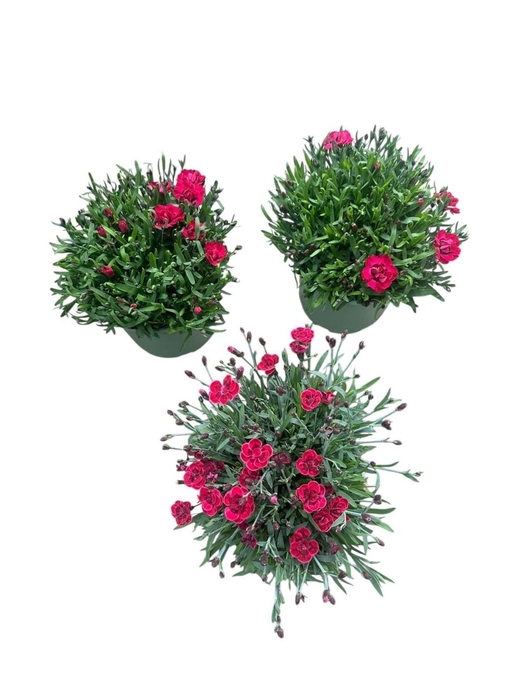 Dianthus caryophyllus