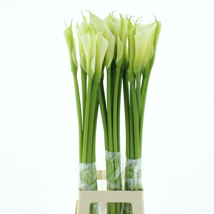 <h4>Zante Aethiopica Snow Queen</h4>