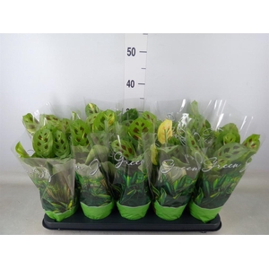 Maranta leuc. 'Fiesta'