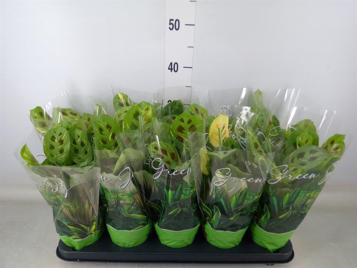 <h4>Maranta leuc. 'Fiesta'</h4>