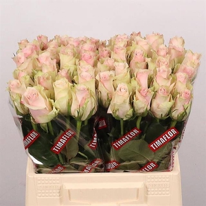 R GR PINK ATHENA