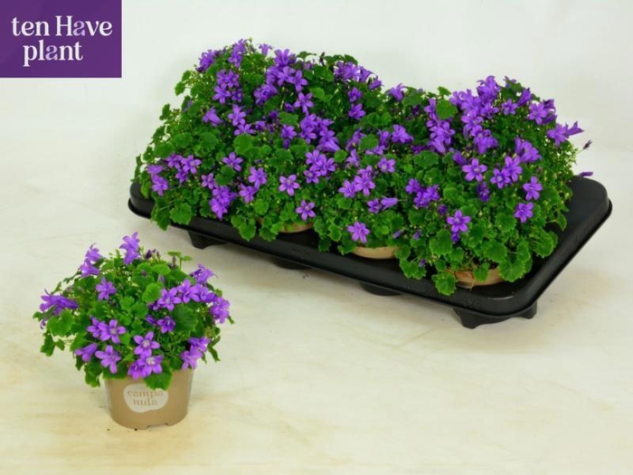 <h4>CAMP POR PORTO</h4>