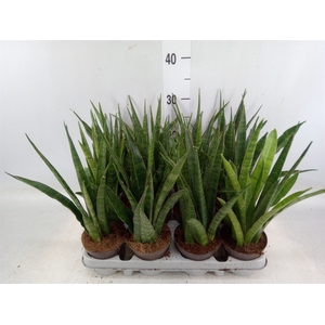 Sansevieria zeylanica 'Greenline'