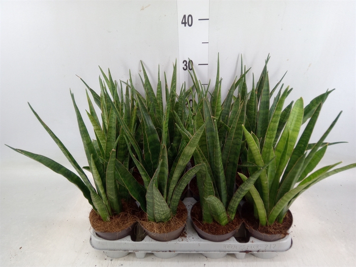 <h4>Sansevieria zeylanica 'Greenline'</h4>