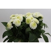 Dahlia Caro