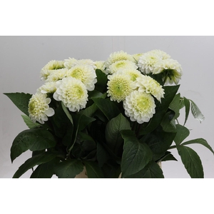 Dahlia Caro