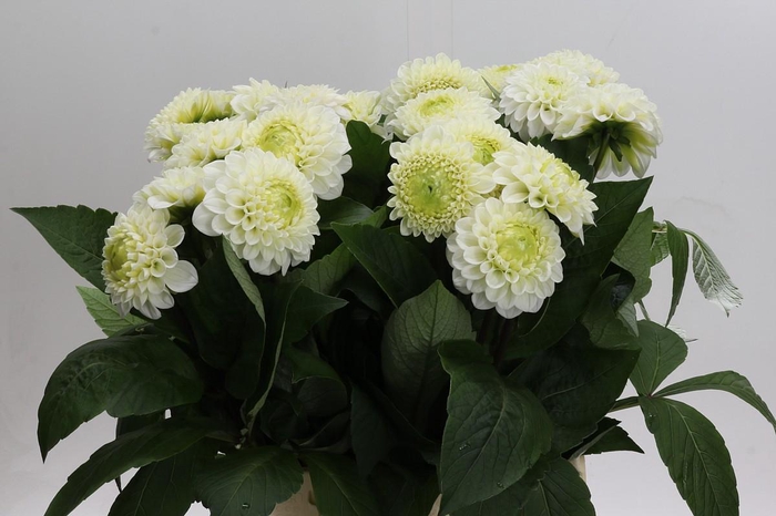 Dahlia Caro