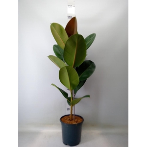 Ficus elastica 'Robusta'