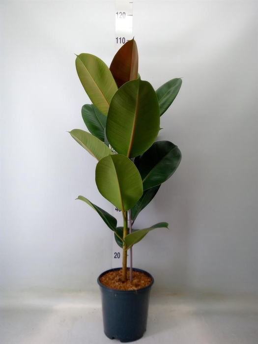 <h4>Ficus elastica 'Robusta'</h4>