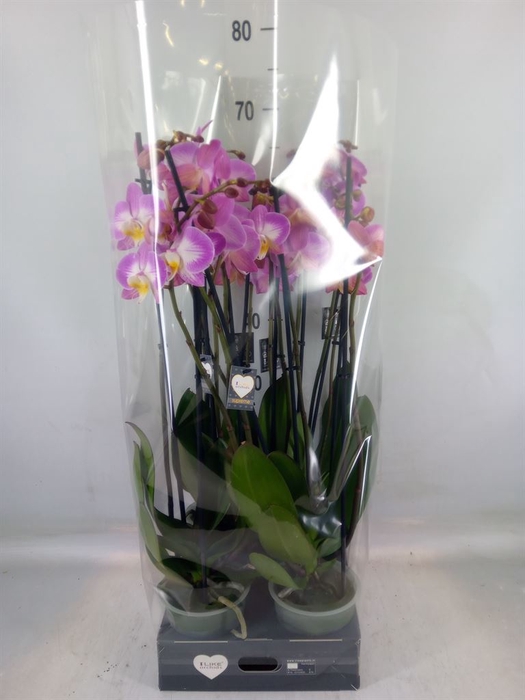 <h4>Phalaenopsis  'Ant Split'</h4>
