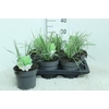 Calamagrostis acutiflora 'Overdam'