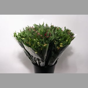 Mono Alstroemeria ass x 10