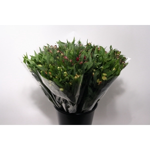 Alstroemeria overig