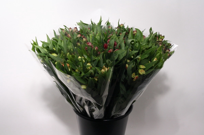 <h4>Mono Alstroemeria Ass X 10</h4>