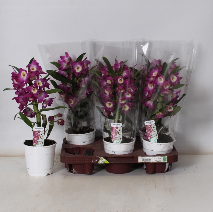 <h4>DEND NOBILE</h4>