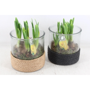 arr4 Narcis PL - Cilin. breed touw x3