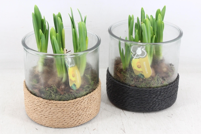 <h4>arr4 Narcis PL - Cilin. breed touw x3</h4>